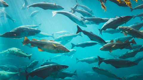 Wild Alaskan cod liver oil