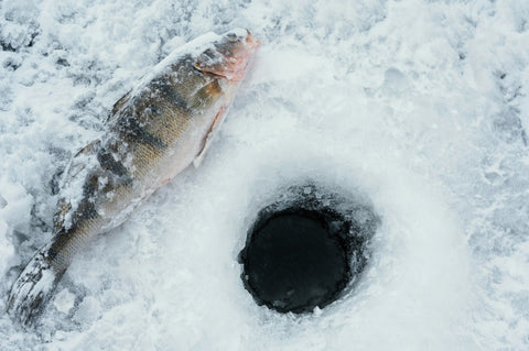 Frozen fish with snow around