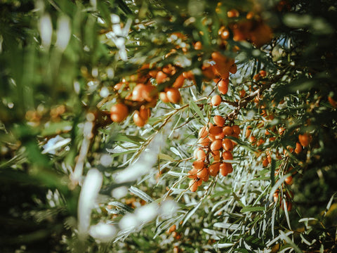 Sea Buckthorn Berries on Bush