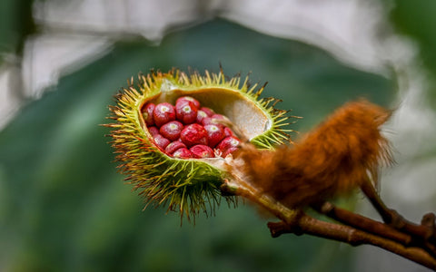 Close-up of Annatto Seeds in Open Pod