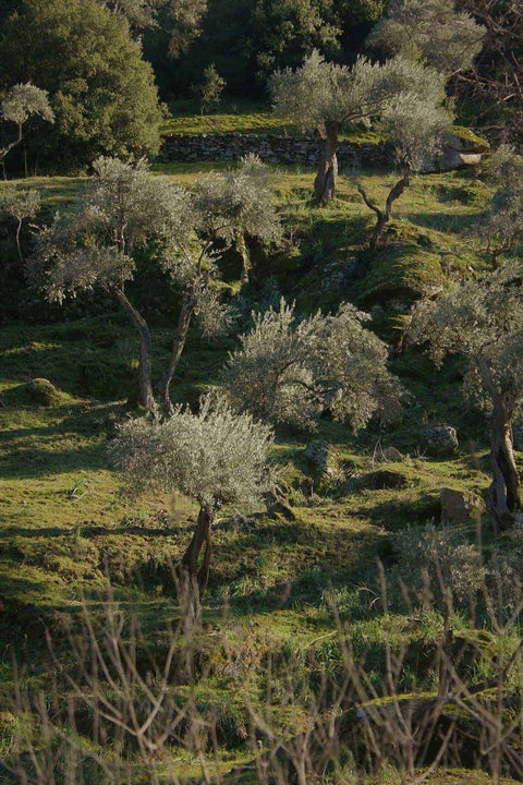 greek olive oil