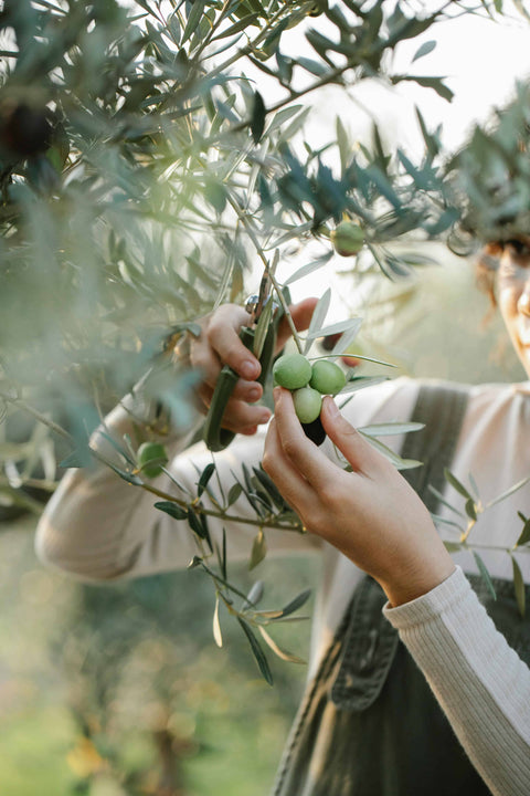 high polyphenol olive oil