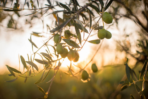 polyphenol rich olives